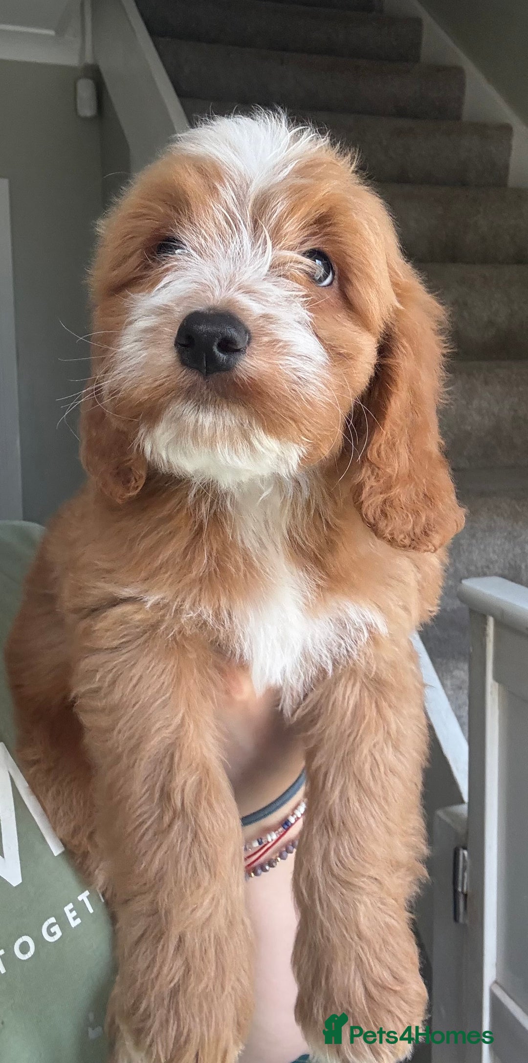 Cockapoo dogs for sale: F2 cockapoo puppies 🐶 ❤️ - Image 16