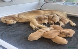 Golden Retriever dogs for sale: KC reg Goldie puppies Available  - Image 3