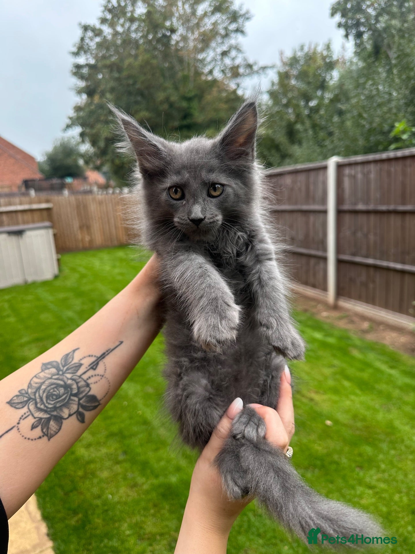 Maine Coon cats RUSSIAN XL GCCF SMOKE KITTENS - Advert 3