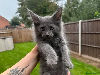 Maine Coon cats RUSSIAN XL GCCF SMOKE KITTENS - Advert 3