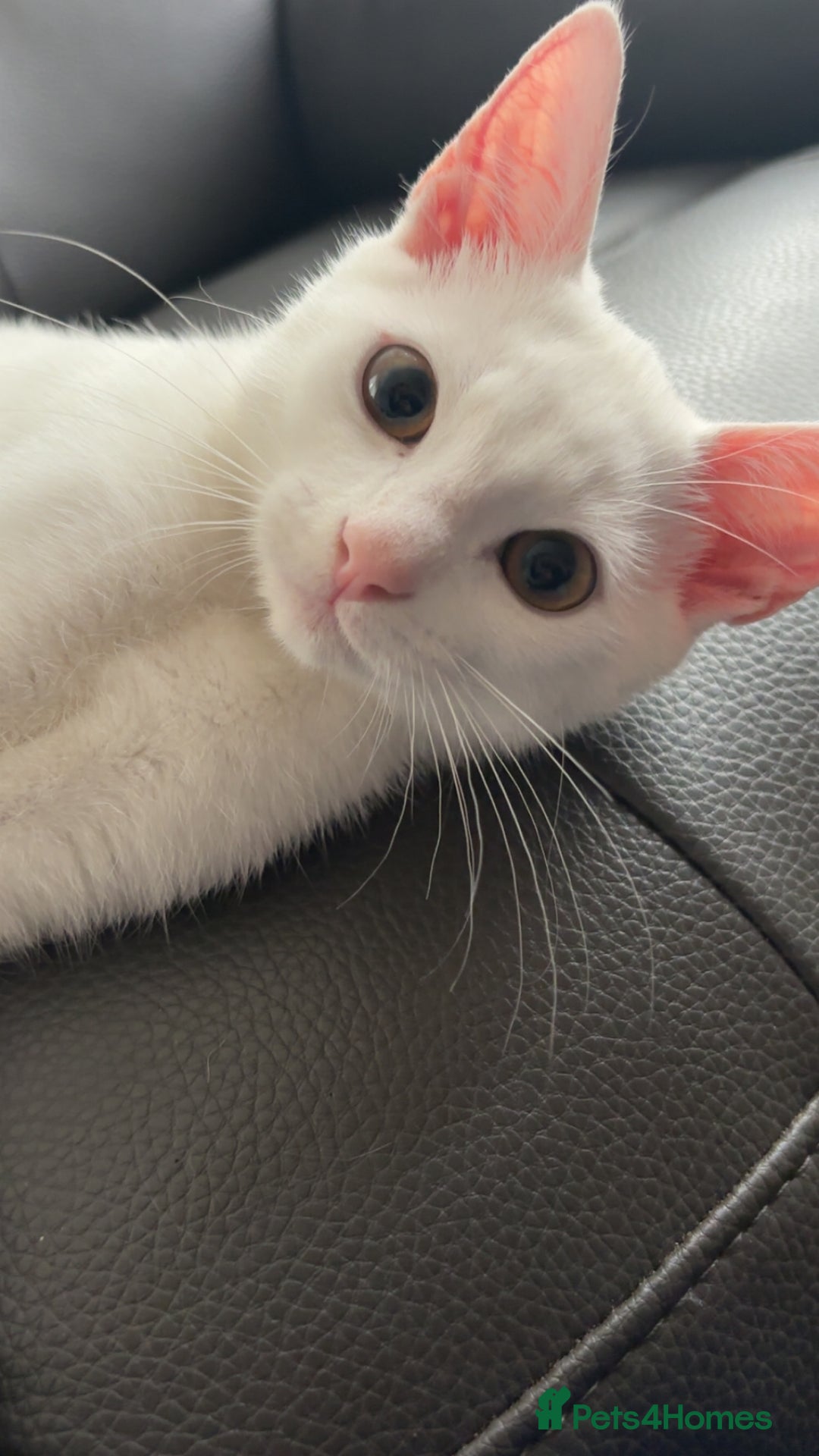 Oriental cats for sale: Male kitten  - Image 3