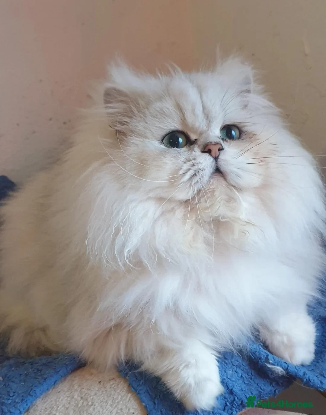 Persian cats for sale: Beautiful gentle silver grey Persian girl, 9 weeks - Advert 12