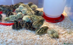 Quail poultry for sale: Japanese Jumbo Coturnix Quail Chicks - Image 2