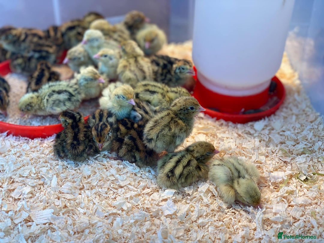 Quail poultry for sale: Japanese Jumbo Coturnix Quail Chicks - Image 2