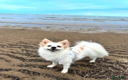 Mixed Breed dogs for sale: Blush 🐾 2 Year old Pom spitz 🩷 - Image 1