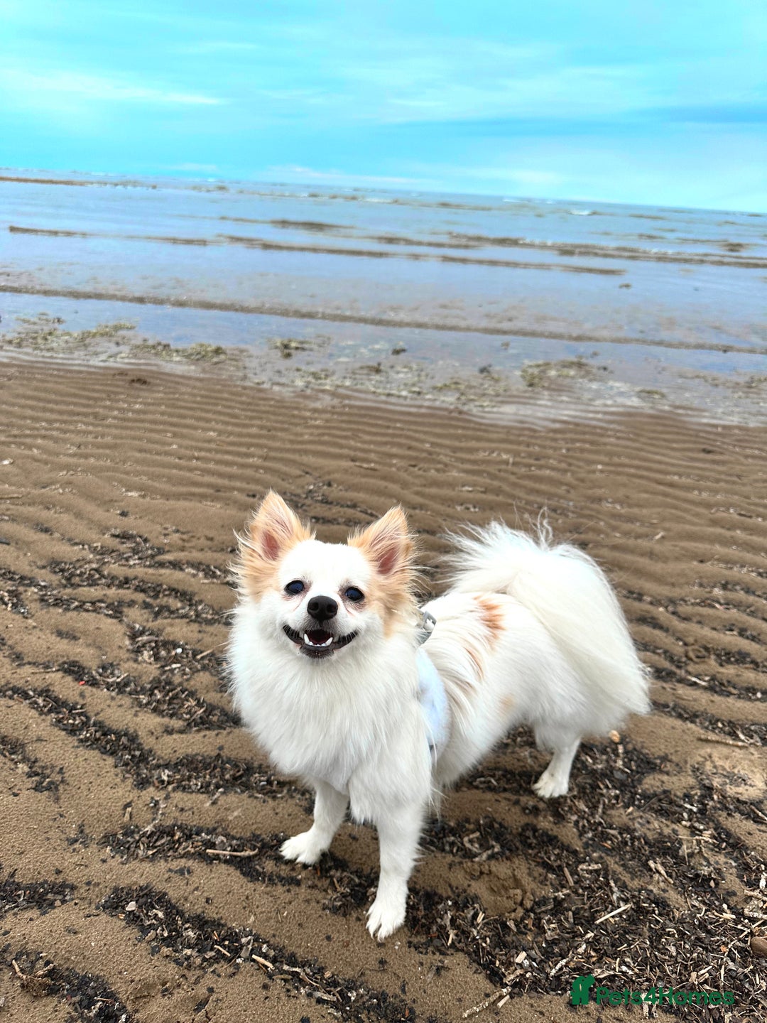 Mixed Breed dogs for sale: Blush 🐾 2 Year old Pom spitz 🩷 - Image 1