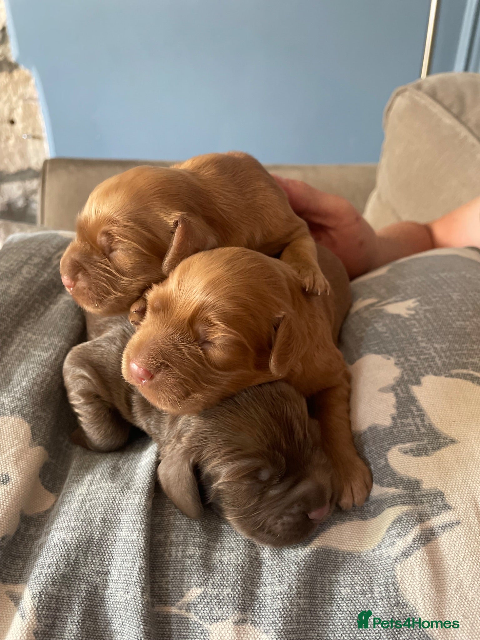 Cocker Spaniel dogs Working cocker spaniels - Advert 3