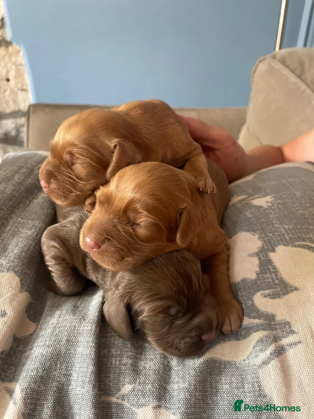 Cocker Spaniel dogs for sale: Working cocker spaniels in Cheltenham - Advert 1