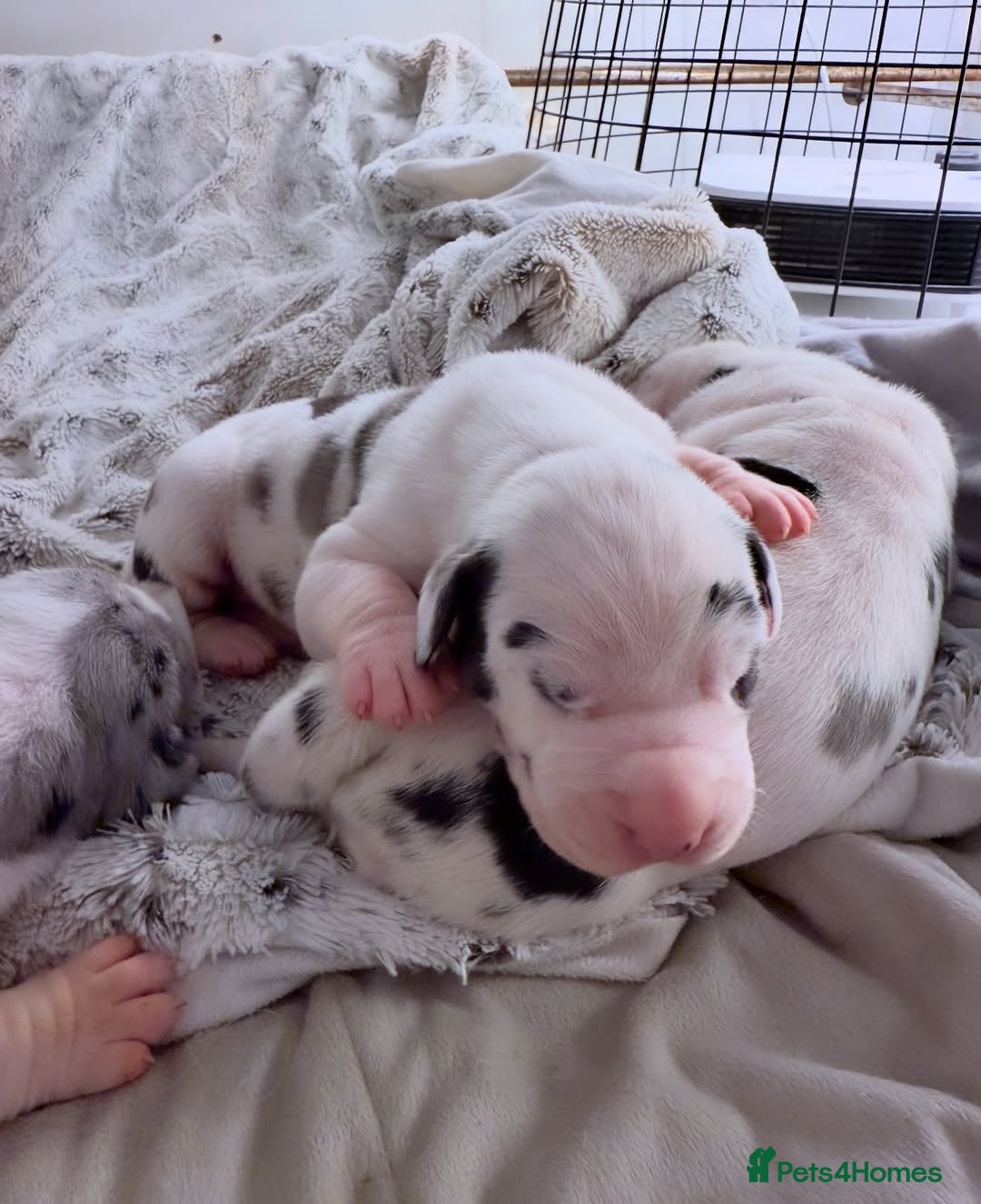 Great Dane dogs for sale: Great Danes Available–Gentle Giants in the Making - Advert 4