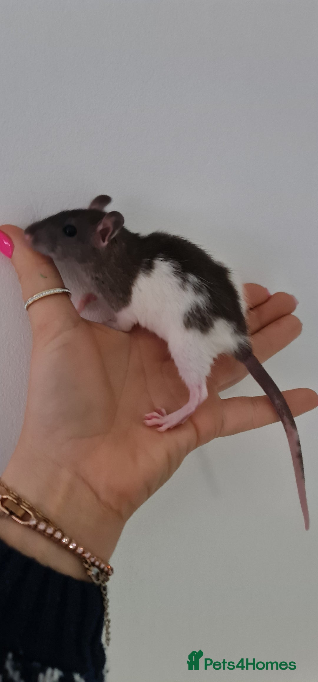 Rat rodents for sale: Baby rats  - Image 3