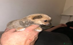 Pomchi dogs for sale: Pomchi puppies - Advert 4