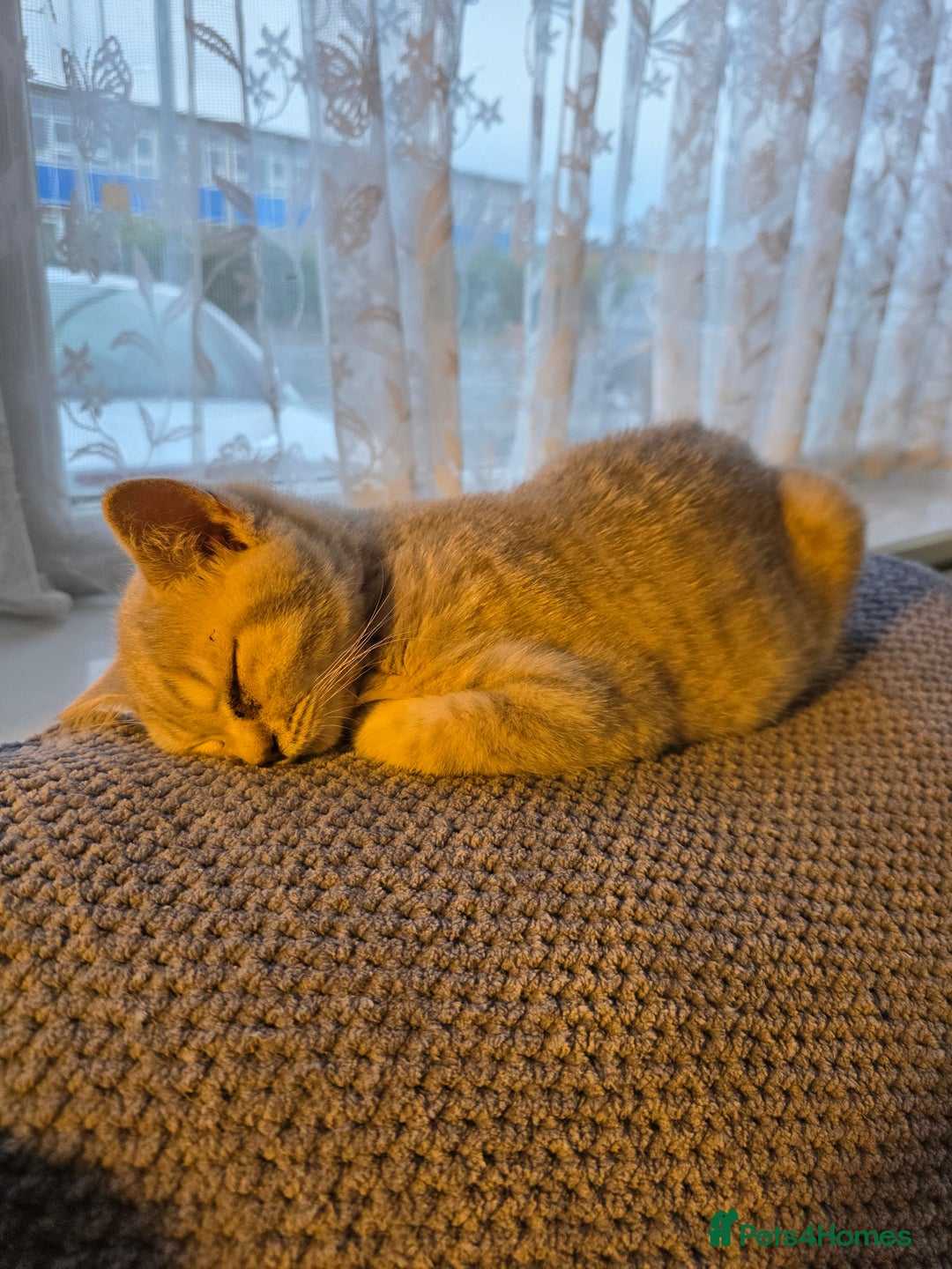 British Shorthair cats for sale: Lilac cream male kitten - Image 2
