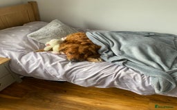 Golden Retriever dogs for sale: **True Gold** Pure Golden Retriever Puppies - Image 15