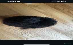 Cockapoo dogs for sale: Poppy - Advert 3