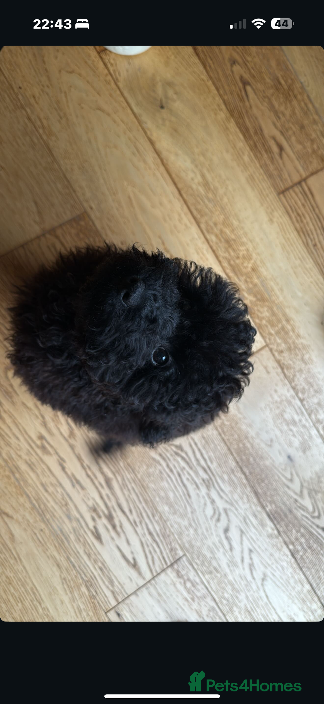 Cockapoo dogs for sale: Poppy - Advert 3