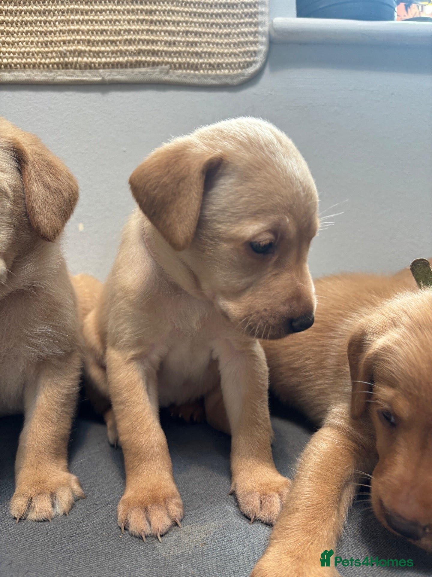 Labrador Retriever dogs 10 adorable fox red Labrador puppies  - Advert 2