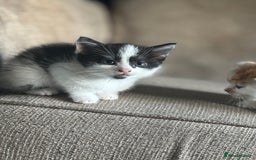 Domestic Shorthair cats for sale: Kittens - Image 6