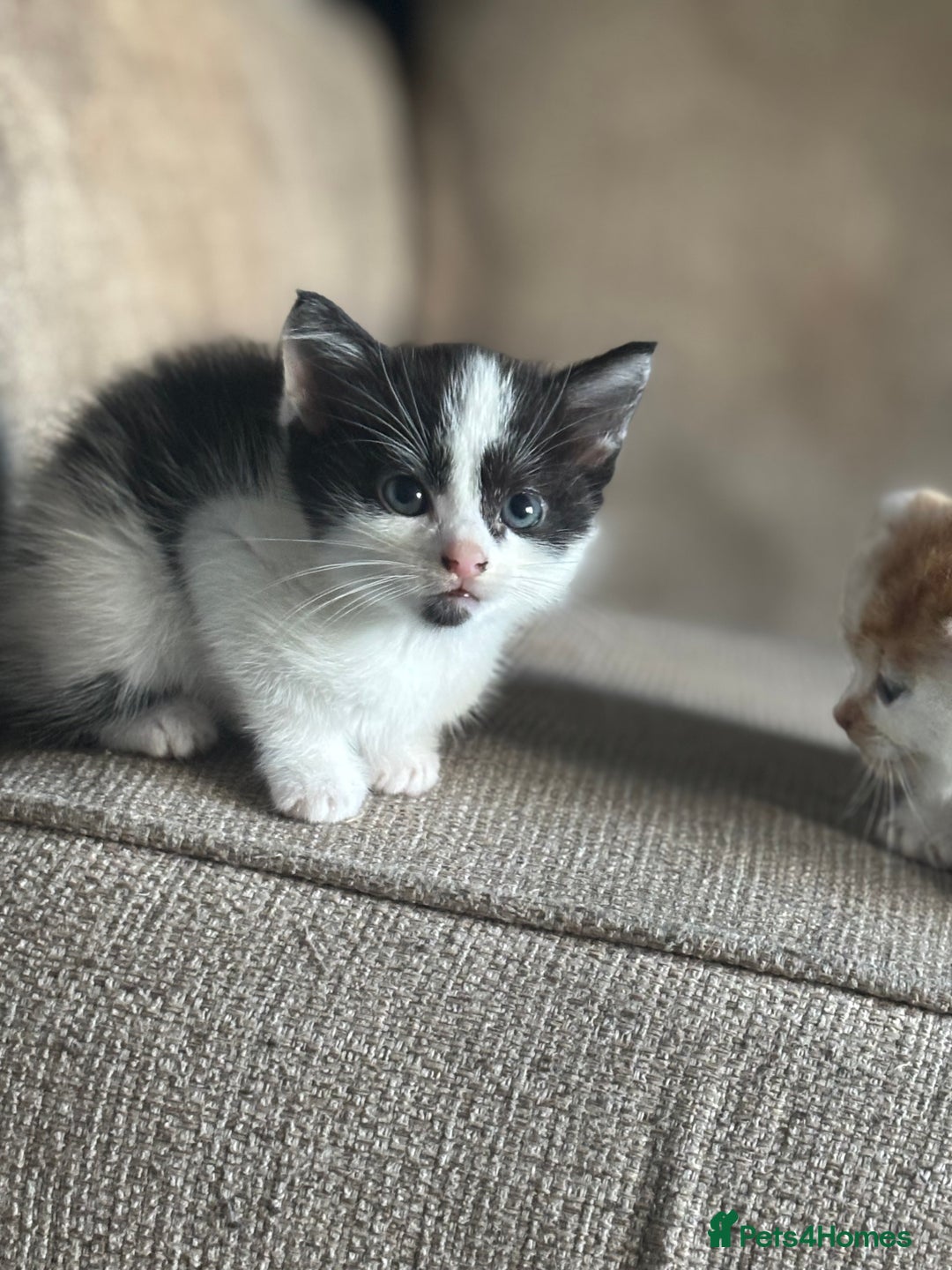 Domestic Shorthair cats for sale: Kittens - Image 6