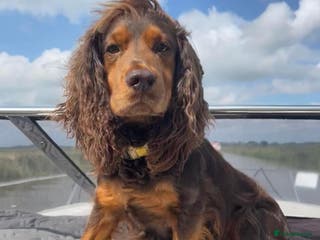 Cocker Spaniel dogs DNA TESTED CHOC AND TAN WORKING COCKER in Doncaster - Advert 19