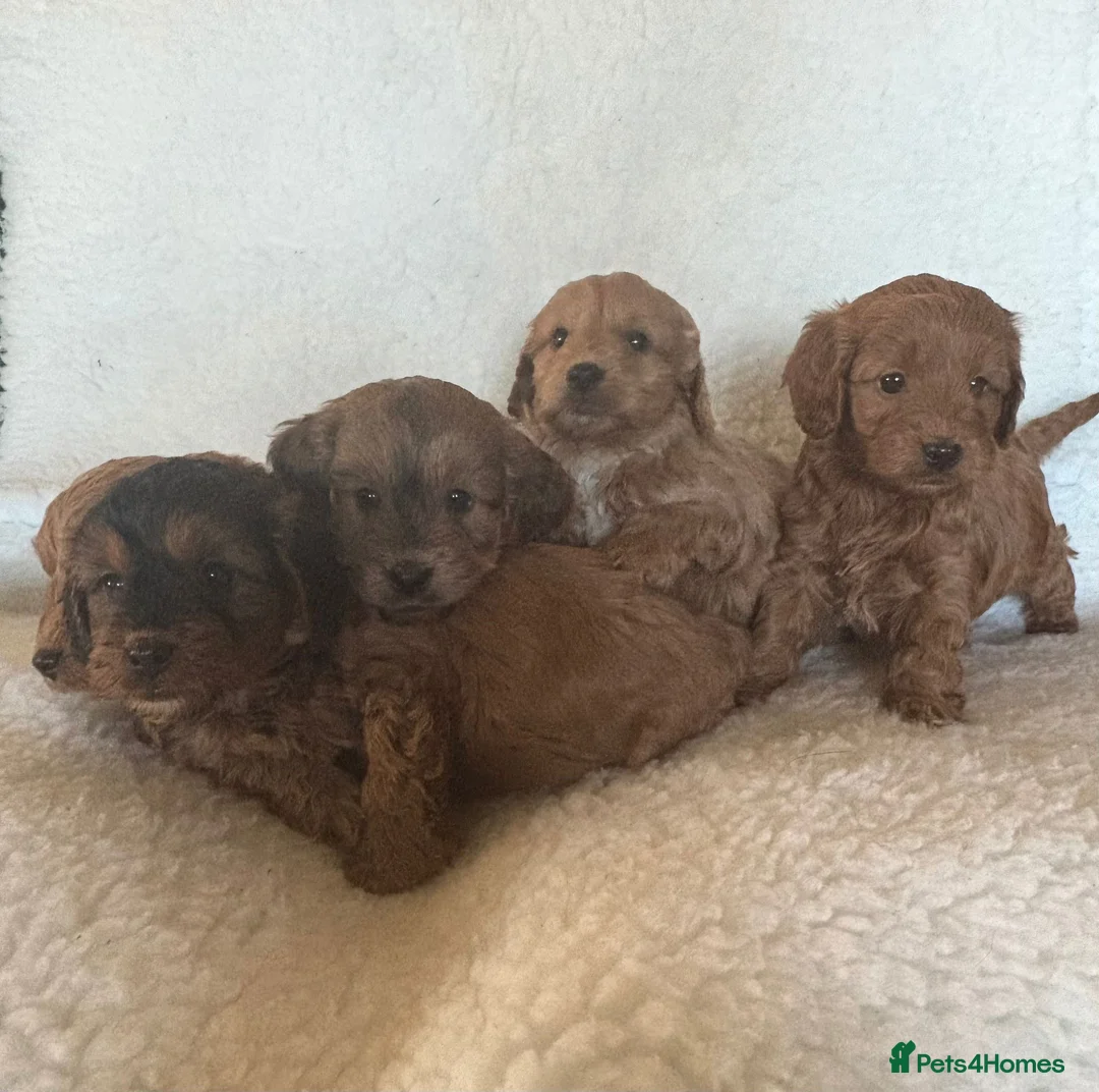 Cockapoo dogs for sale: Cockapoo Puppies - Advert 1
