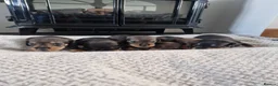 Dachshund dogs for sale: Wirehaired daschunds pups (teckle) - Advert 4