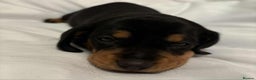 Dachshund dogs for sale: 8 weeks & READY TO LEAVE NOW - dachshund puppy  - Advert 25