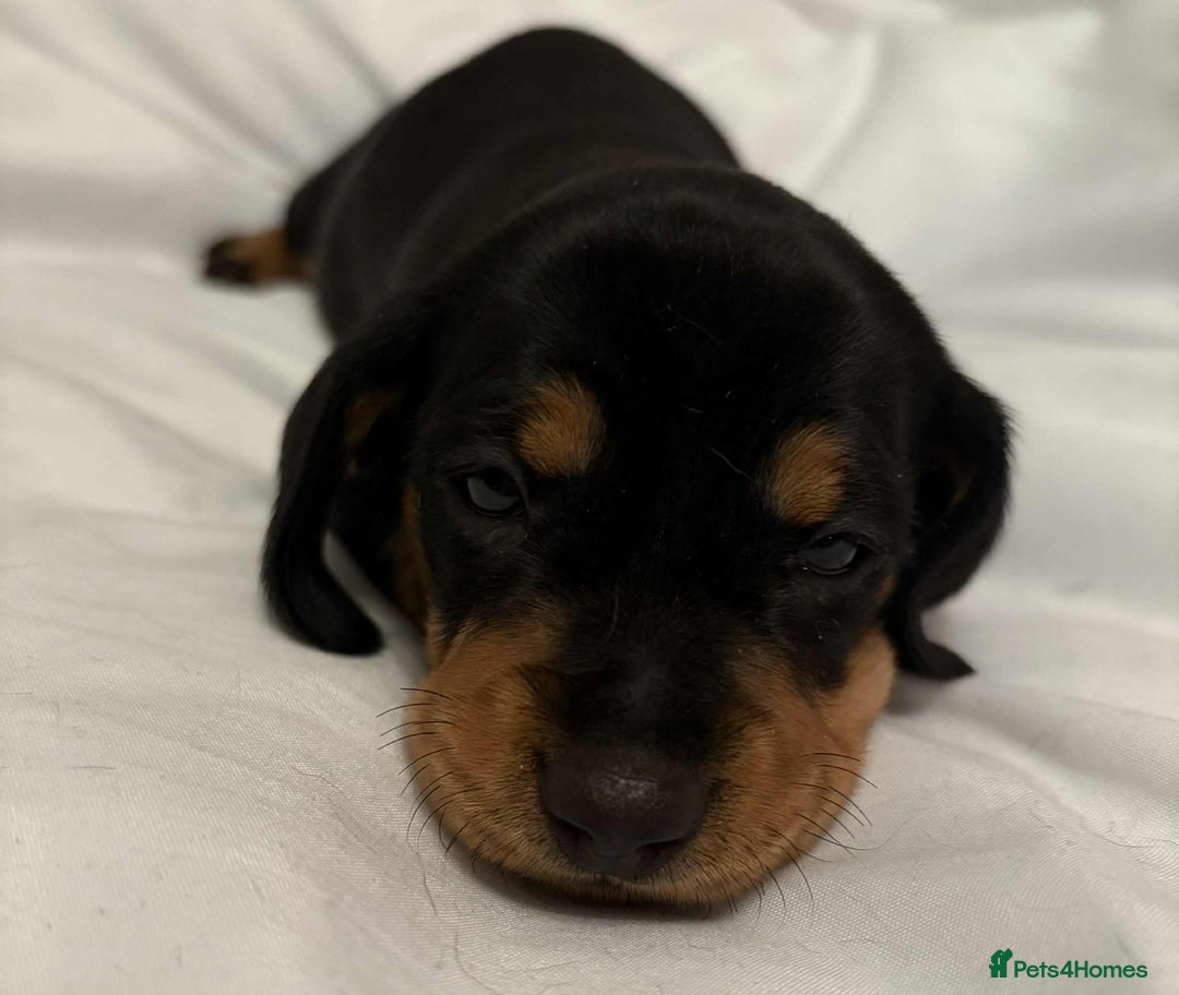 Dachshund dogs for sale: Standard Dachshund Puppies  - Image 18