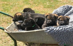 German Shepherd dogs for sale: Vonlisand M-litter - Image 18