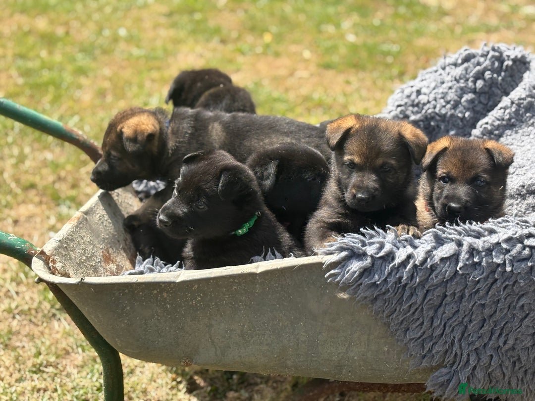 German Shepherd dogs for sale: Vonlisand M-litter - Image 18