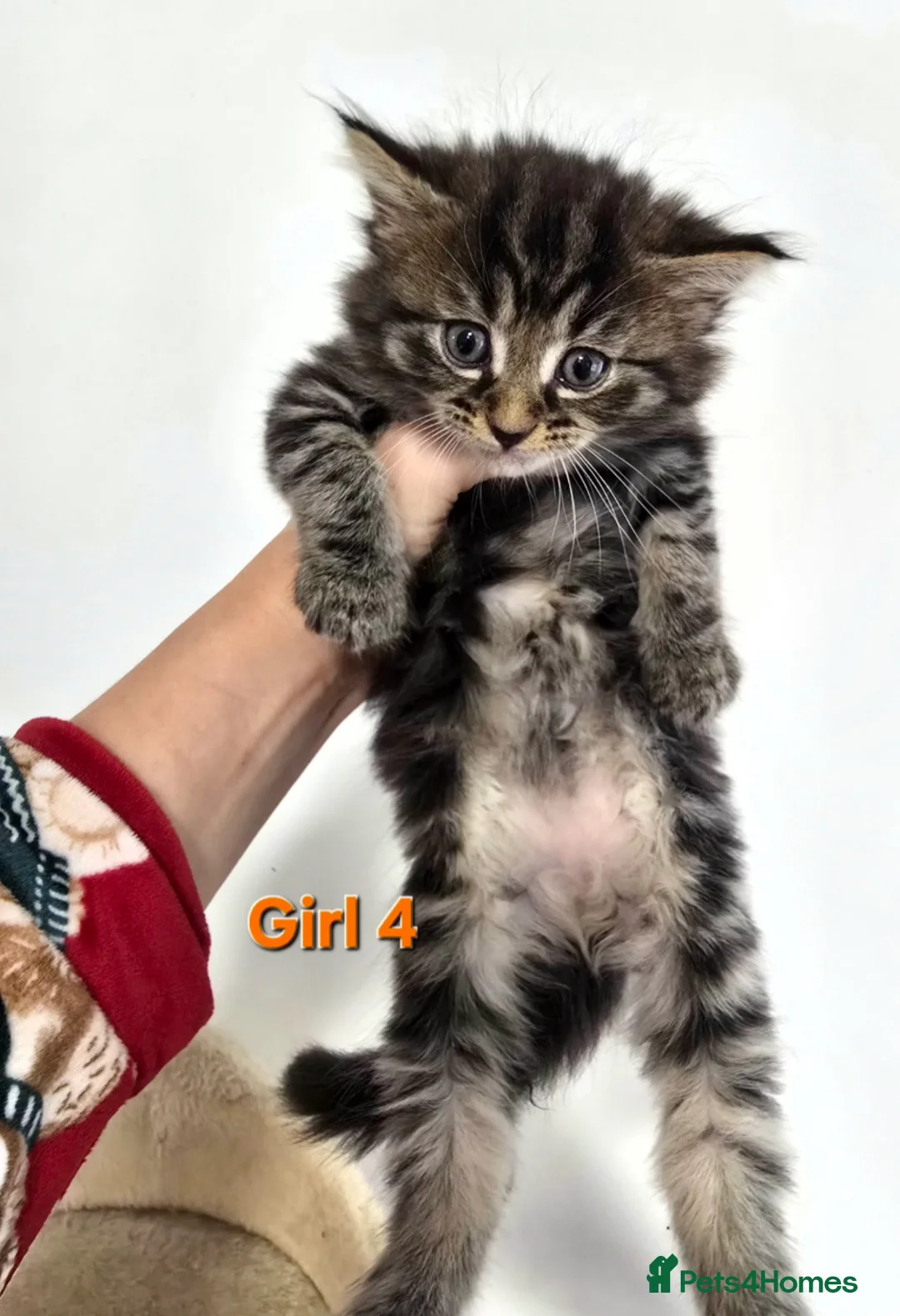 Mixed Breed cats for sale: Maine Coone Cross Kittens - Advert 13