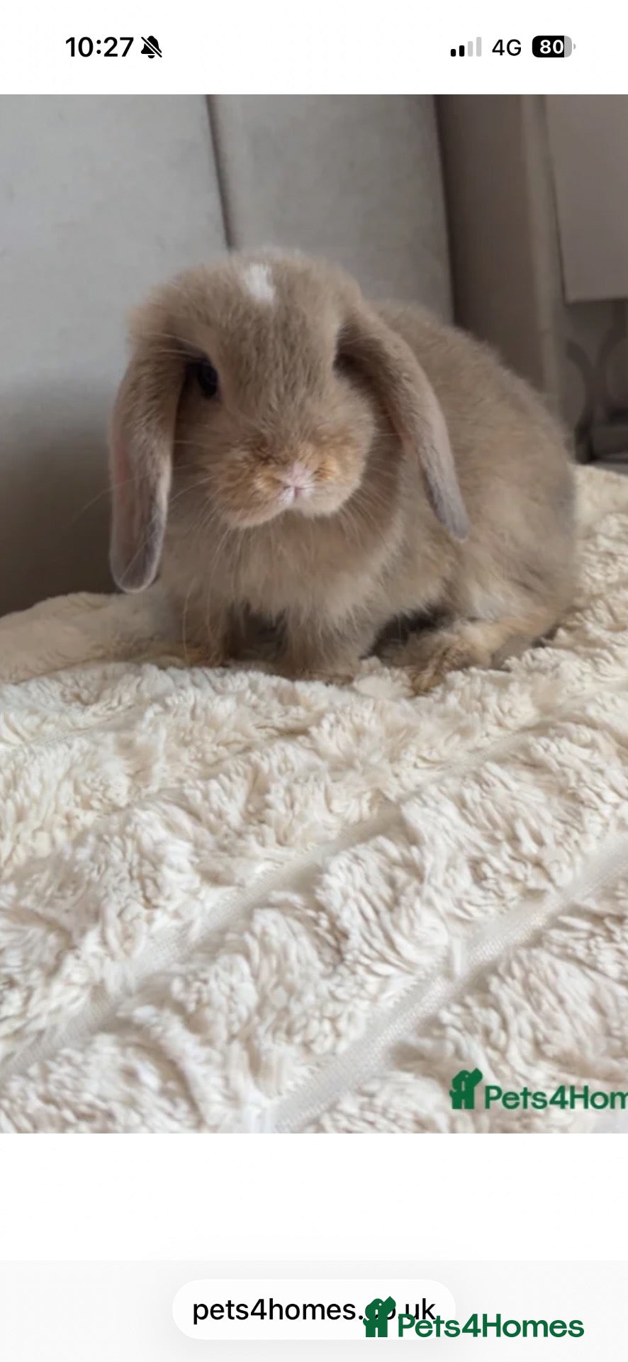 Mini Lop rabbits for sale:  beautiful rabbit looking for her forever home  - Advert 1