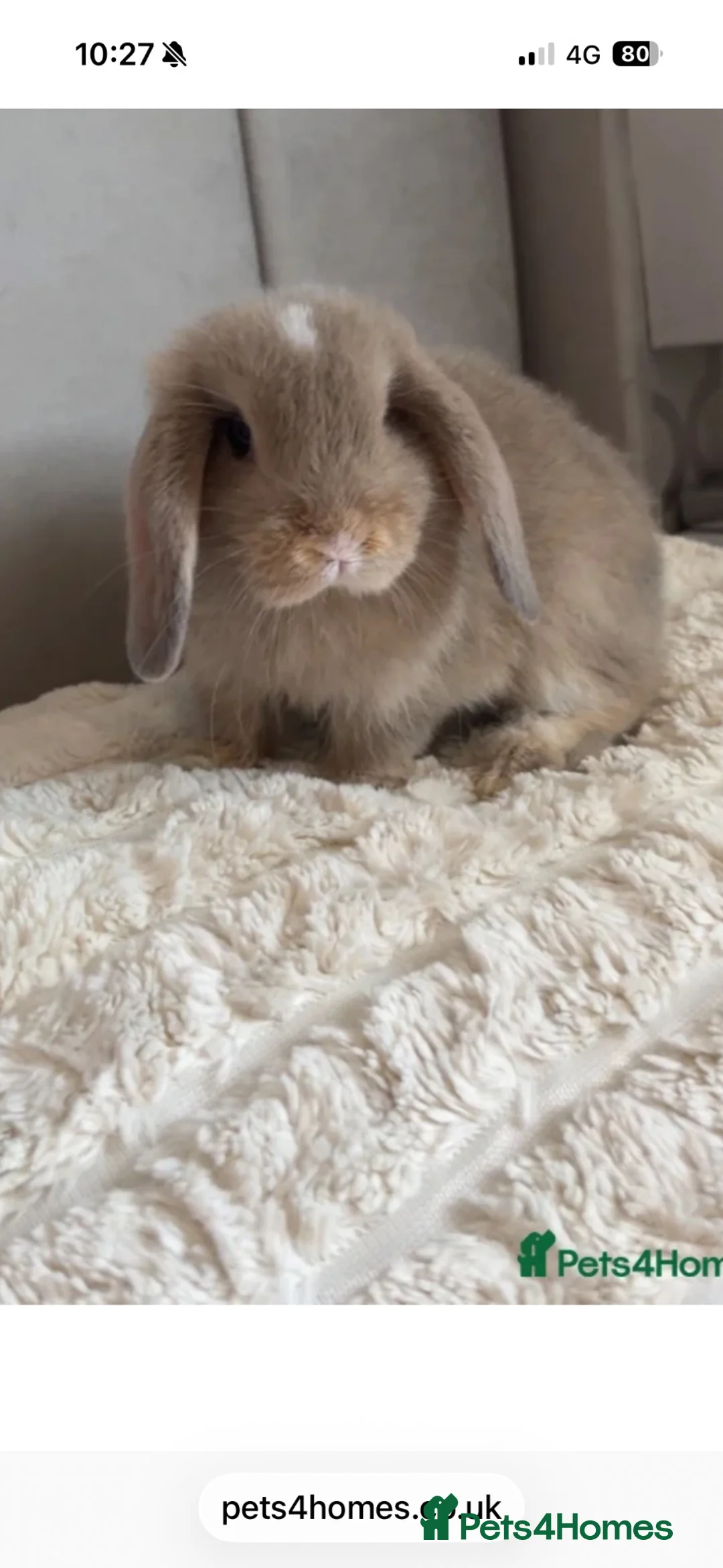 Mini Lop rabbits for sale:  beautiful rabbit looking for her forever home  - Advert 1
