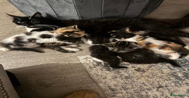 Mixed Breed cats - Advert 9