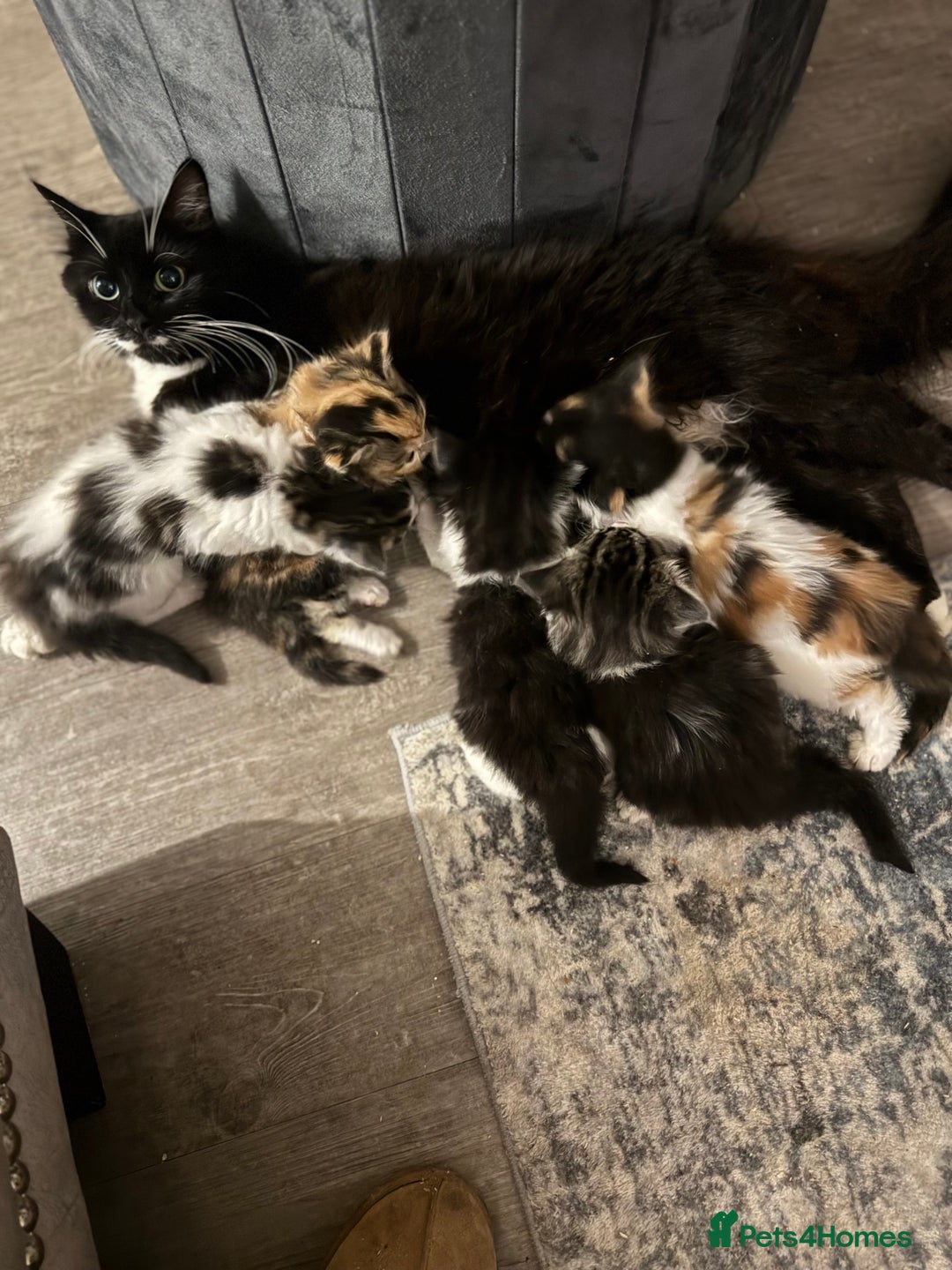 Mixed Breed cats for sale: 5 fluffy kittens  - Image 1