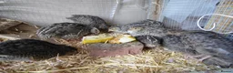 Quail poultry for sale: Quail all ages breeds from £5 - Advert 4