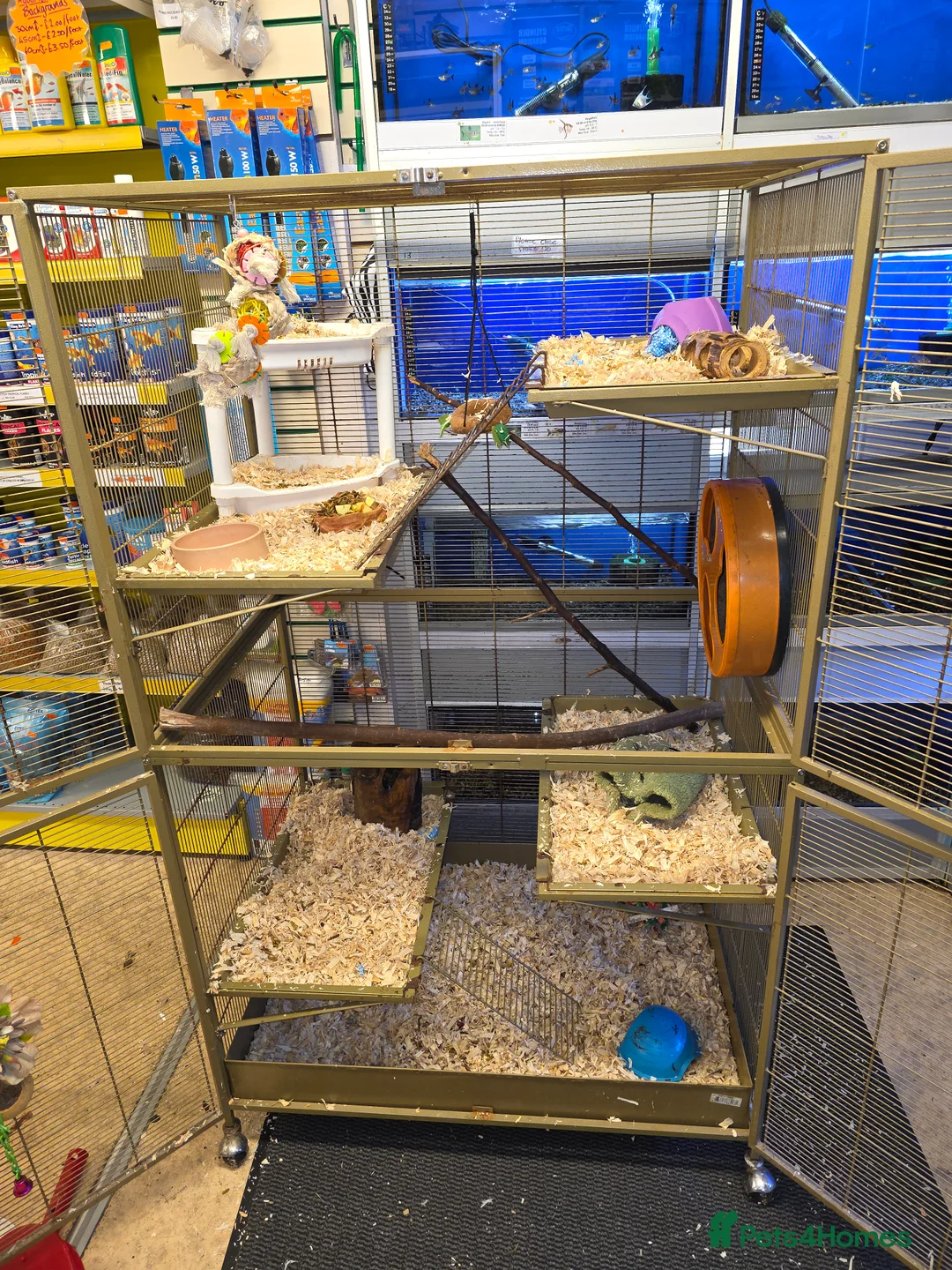 Sugar Glider rodents for sale: Sugar Glider Group - Parents and Offspring - Advert 2