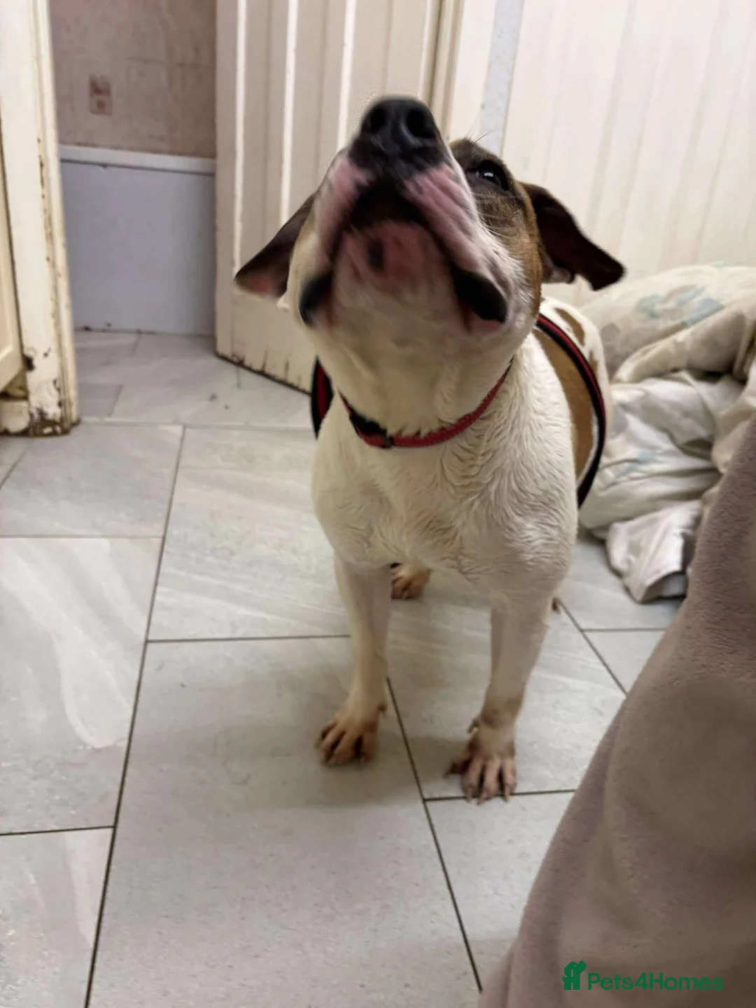 Staffordshire Bull Terrier dogs for adoption: Leia - Norwich Norfolk  - Advert 12