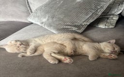 British Shorthair cats for sale: 🏆 BLOODLINE.. BEAUTIFUL CREAM BSH KITTENS - Image 6