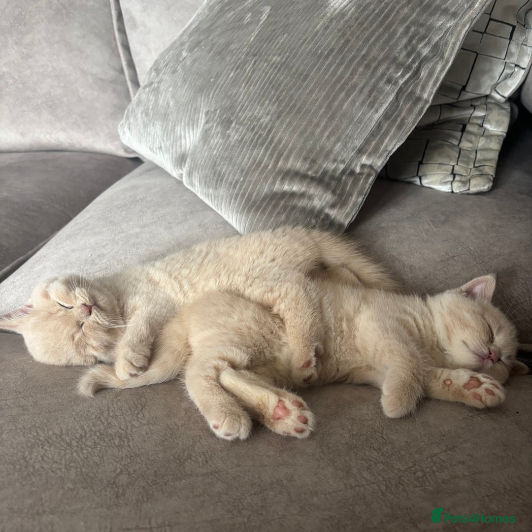British Shorthair cats for sale: 🏆 BLOODLINE.. BEAUTIFUL CREAM BSH KITTENS - Image 6