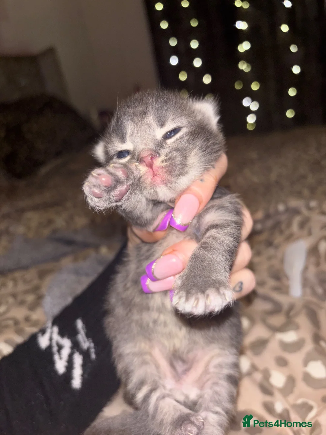 British Shorthair cats for sale: Miss Remay Sutherland  - Advert 1