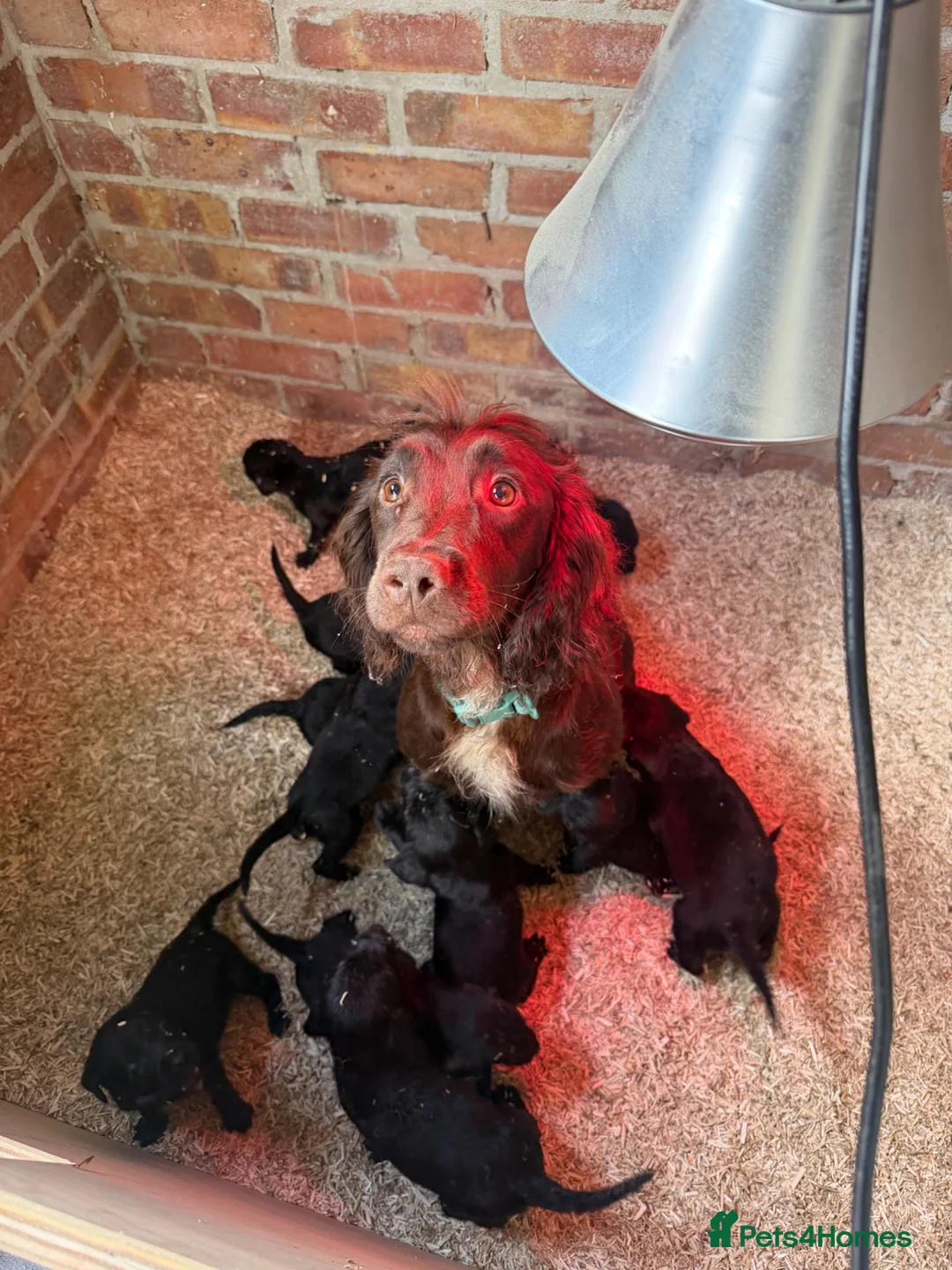 Cockerdor dogs for sale: Gorgeous cockerdor puppies  - Advert 14