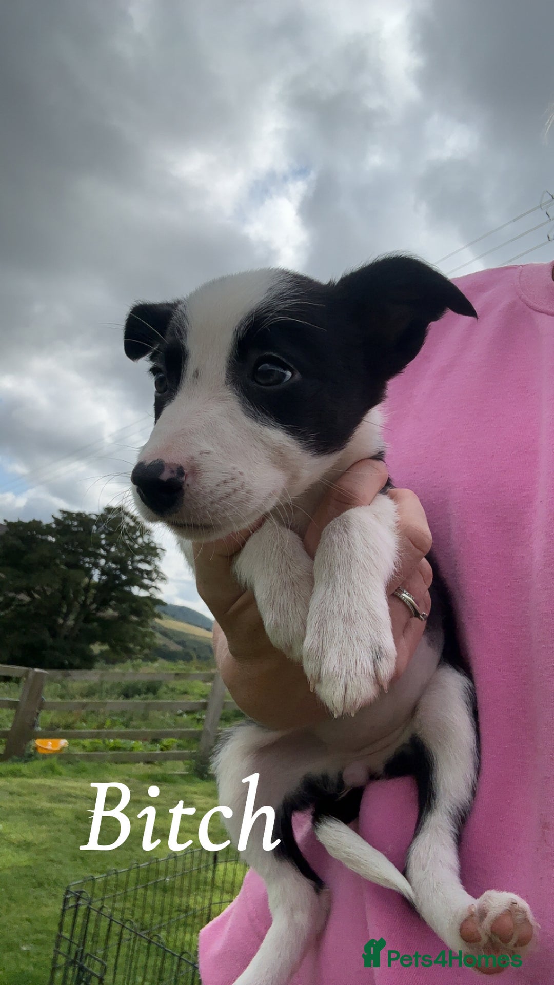 Border Collie dogs for sale: Border collie puppies ready now  - Image 13