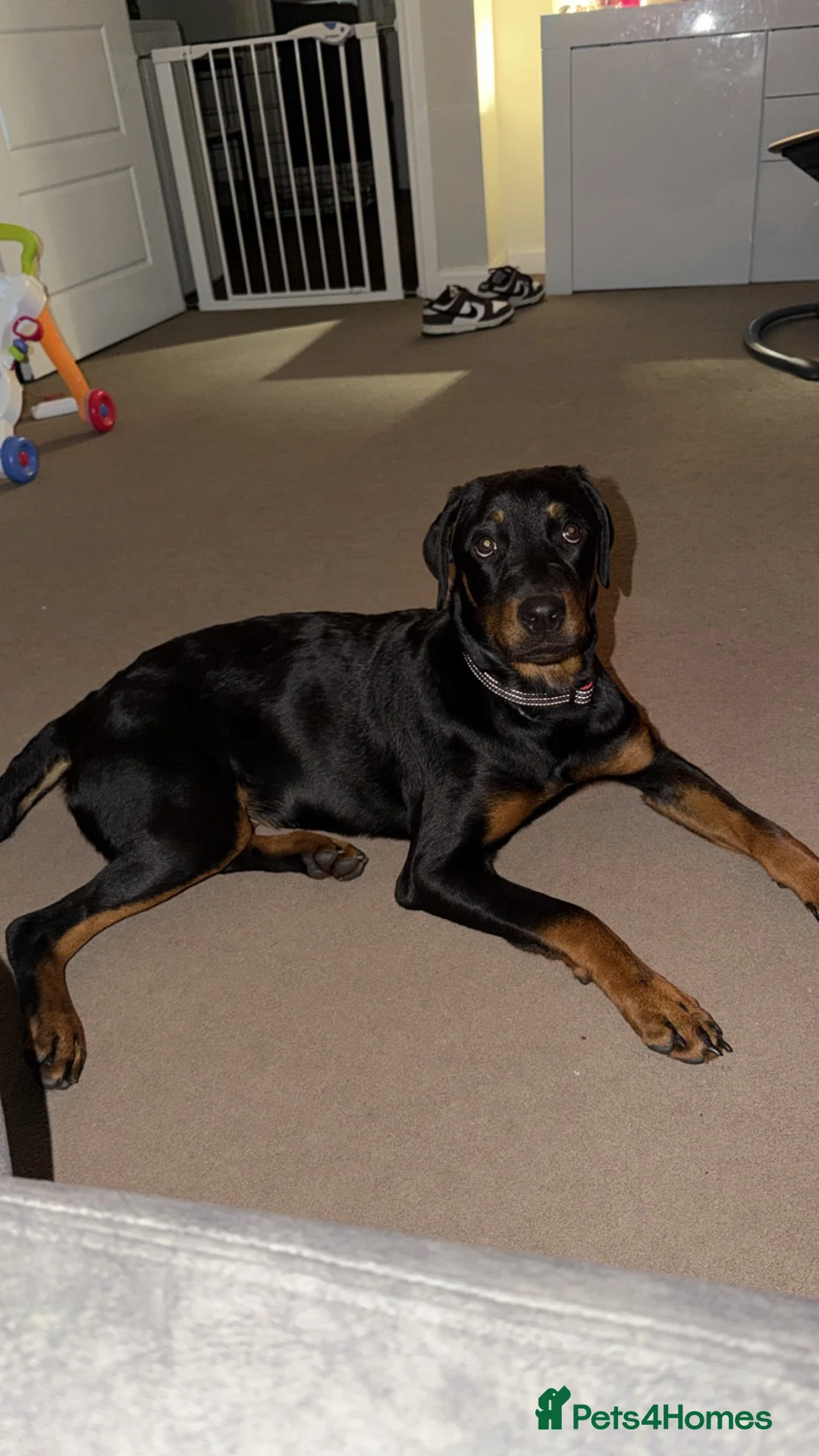 Mixed Breed dogs for sale: Nellie-7 month old puppy for sale  - Advert 1