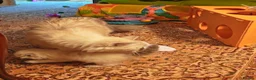 Siberian cats for sale:  Siberian babies from GCCF+TICA parents - Advert 22