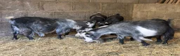 Goats livestock for sale: Beautiful pedigree Pygmy goats   - Advert 7