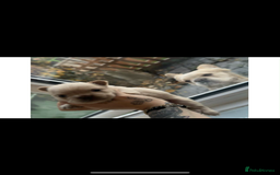 French Bulldog dogs for sale: Fluffy French bulldog puppies - Image 4