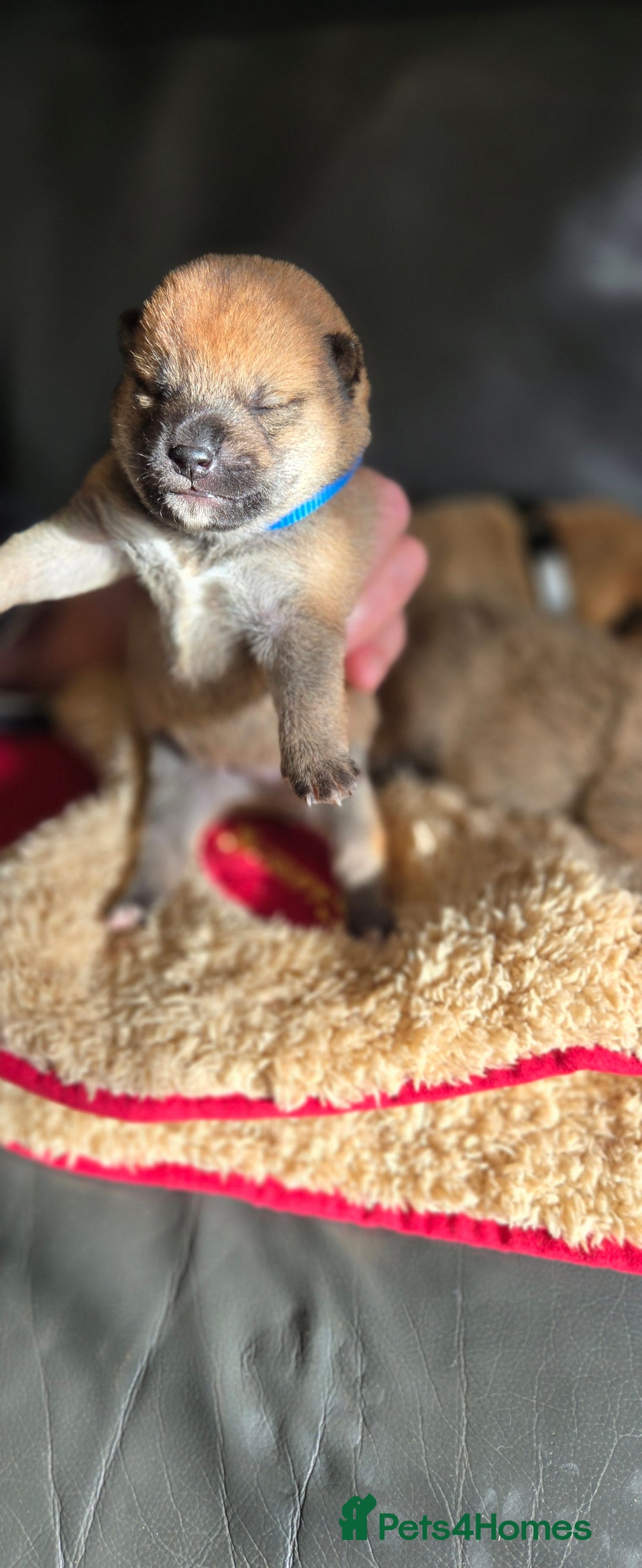 Japanese Shiba Inu dogs for sale: Gorgeous Shibas  - Image 2