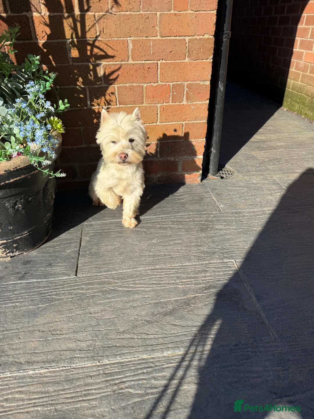 West Highland Terrier dogs for sale: Westie male  in Whitchurch - Advert 1