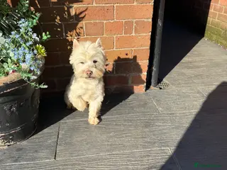 West Highland Terrier dogs Westie male - Advert 6
