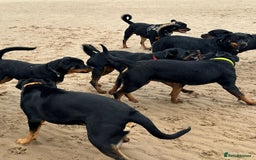 Rottweiler dogs for sale: Rottweiler Champion bloodline  - Image 37